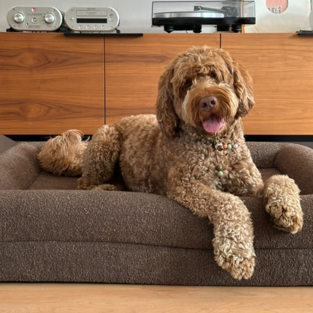 Orthopedic Dog Bed - Bouclé Choco Brown