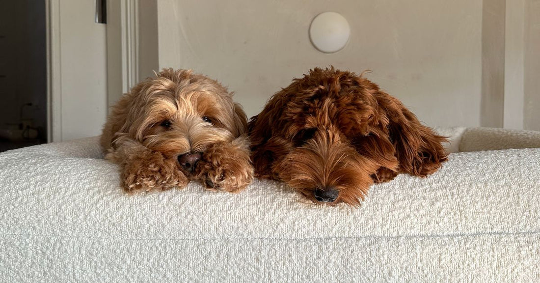 Hond slaapt ontspannen op orthopedisch hondenkussen in luxe woonkamer — DreamyDog