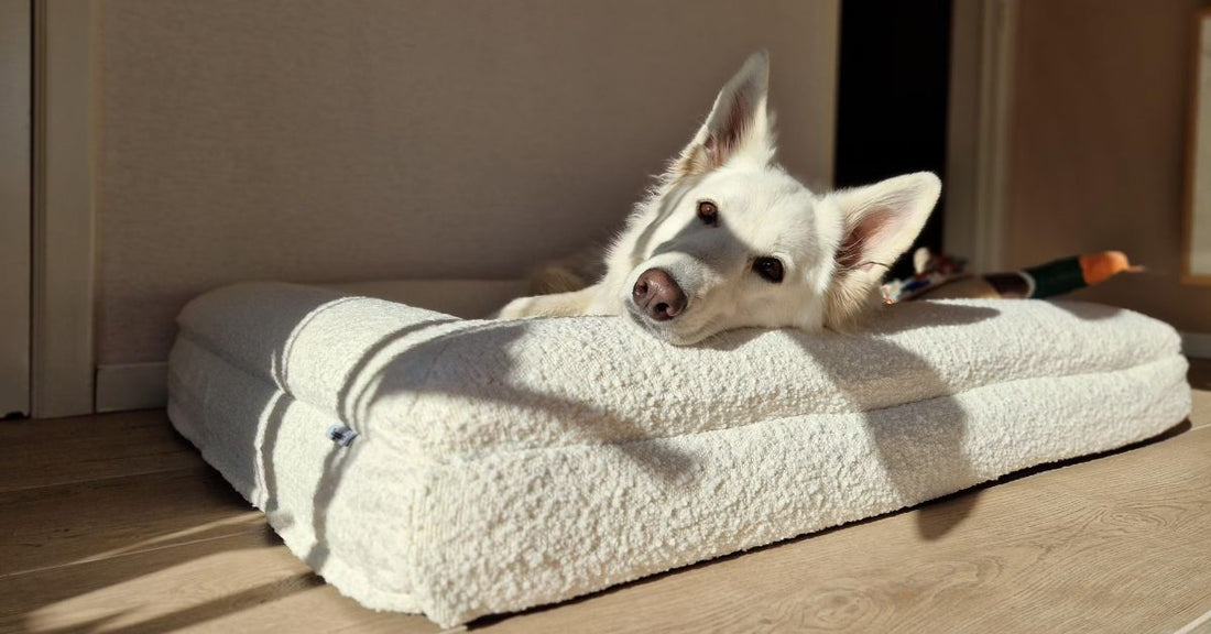 Het verschil tussen een hondenmand en hondenkussen - Dreamydog