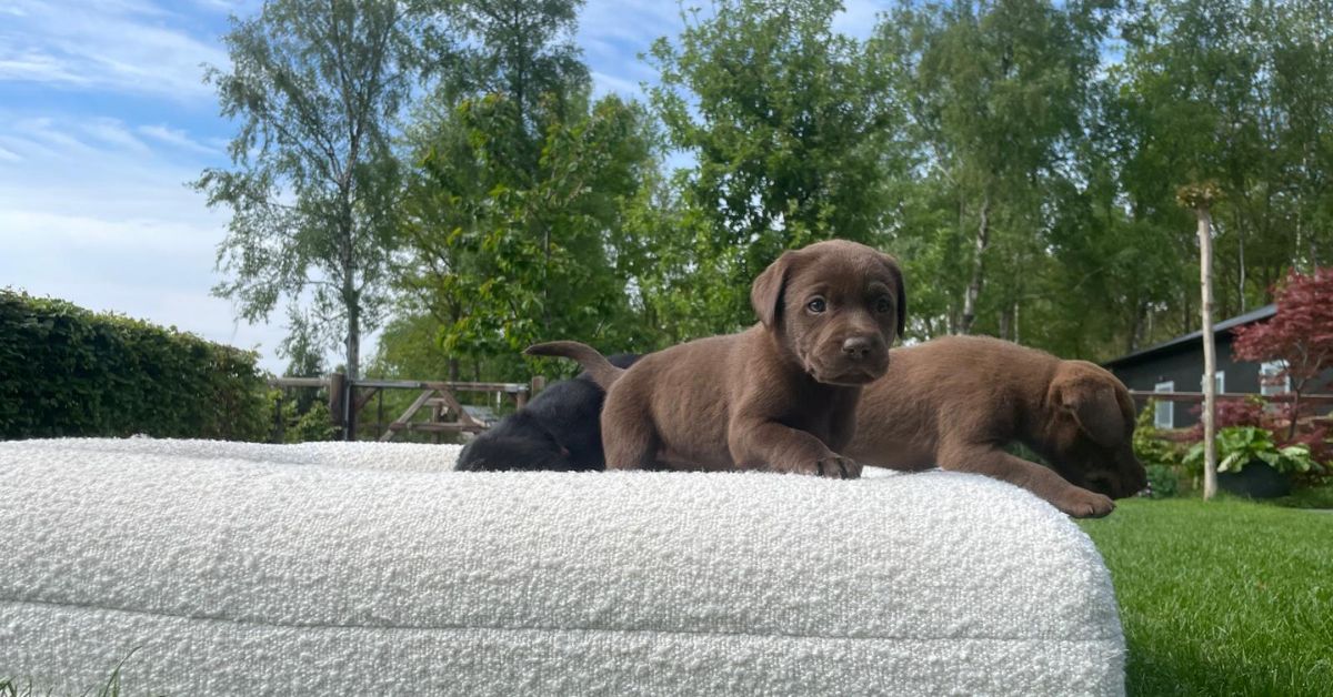 Hondenmand klein: de beste slaapoplossingen voor jouw kleine hond - Dreamydog