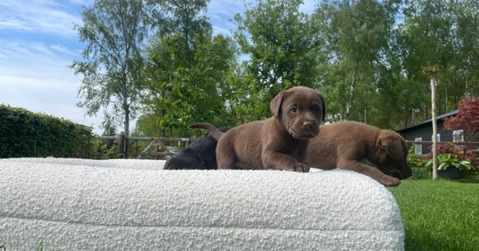 Hondenmand klein: de beste slaapoplossingen voor jouw kleine hond - Dreamydog