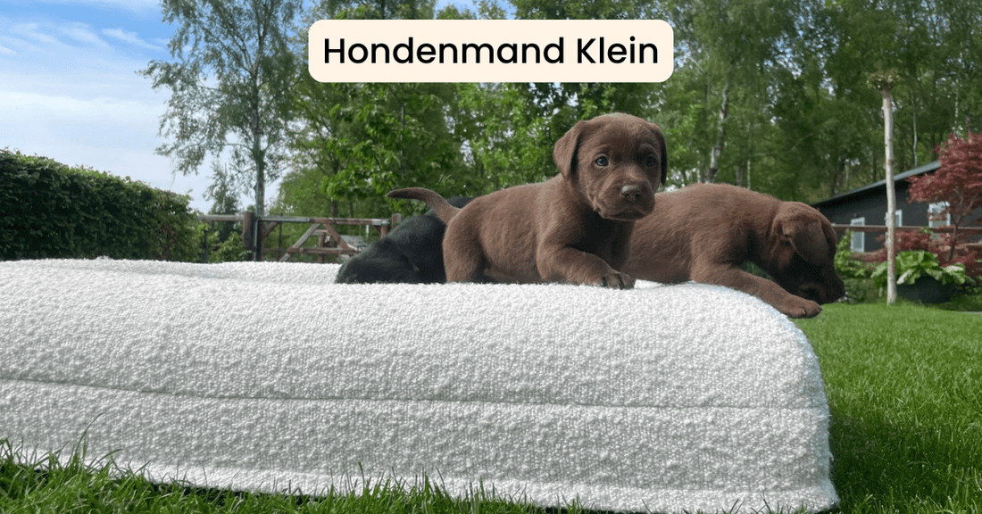 Hondenmand klein: de perfecte slaapplek voor kleine viervoeters - Dreamydog