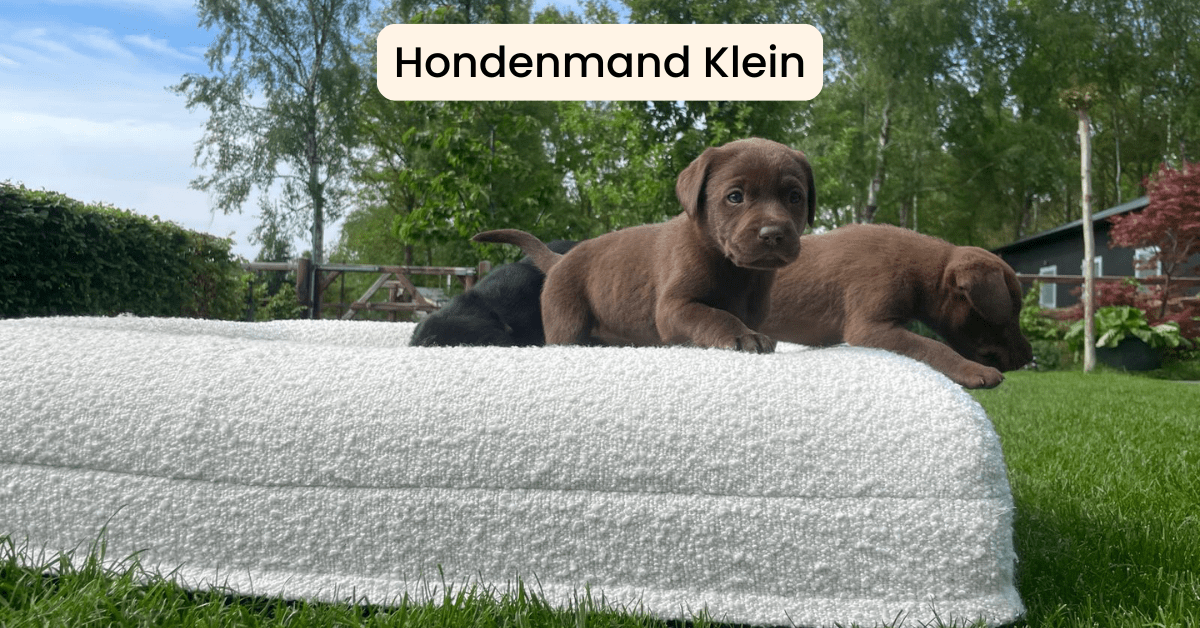 Hondenmand klein: de perfecte slaapplek voor kleine viervoeters - Dreamydog