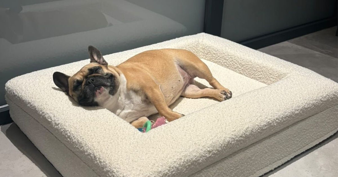 Hond ligt ontspannen op orthopedisch hondenkussen dat gewrichten ondersteunt — DreamyDog