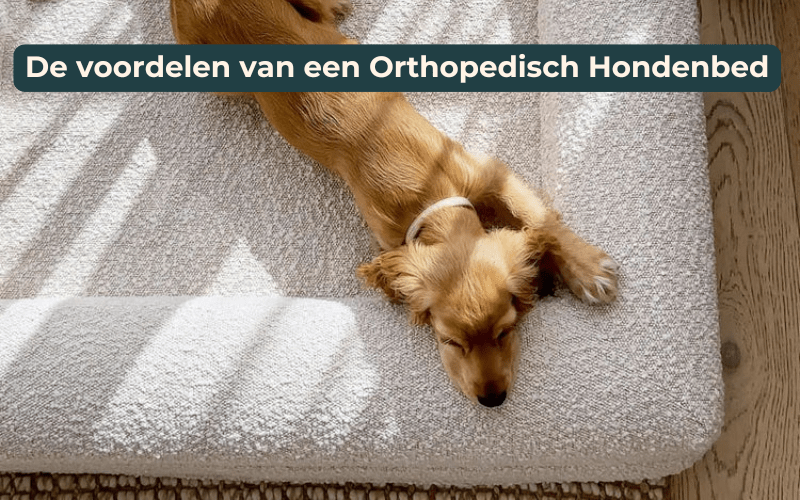Voordelen van een orthopedische hondenmand - Dreamydog