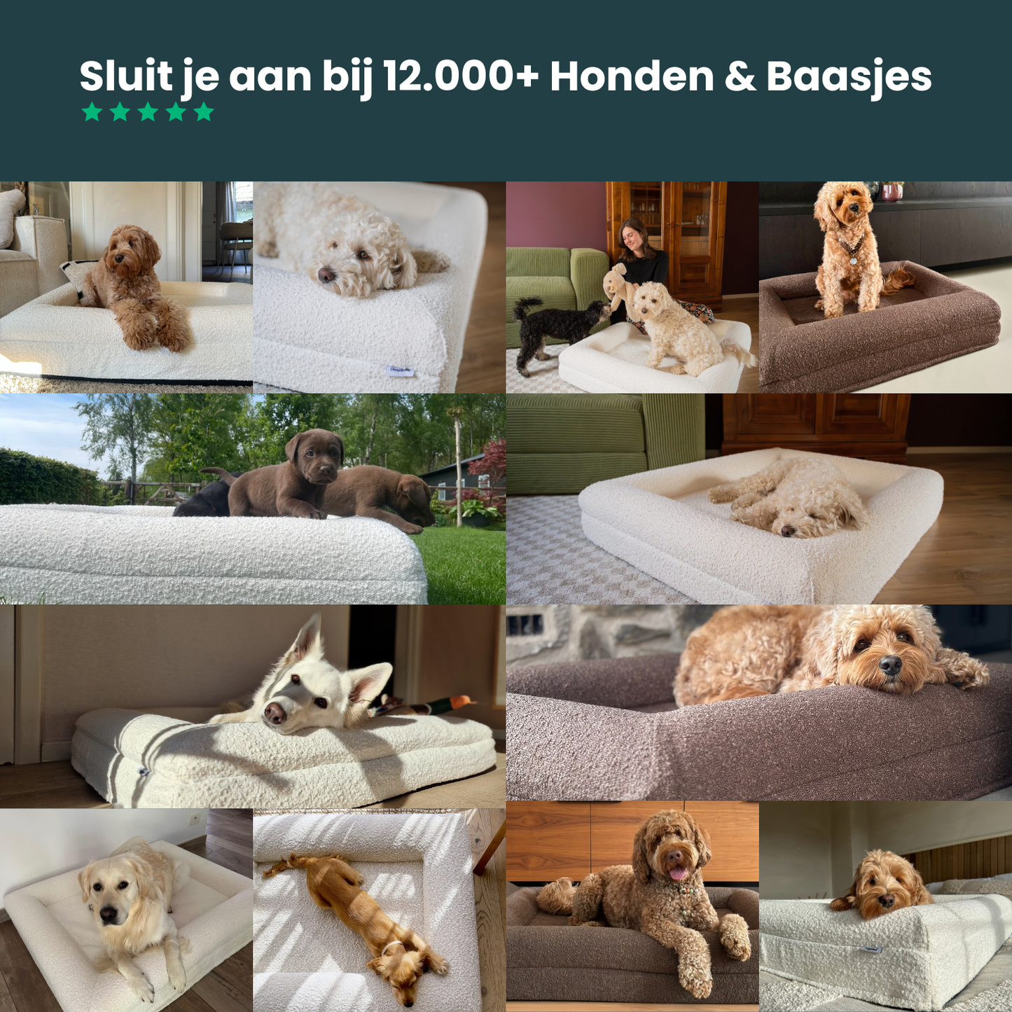 Orthopedic Dog Bed - Bouclé Choco Brown