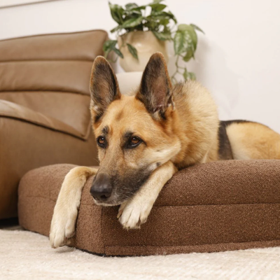 Orthopedic Dog Bed - Bouclé Choco Brown