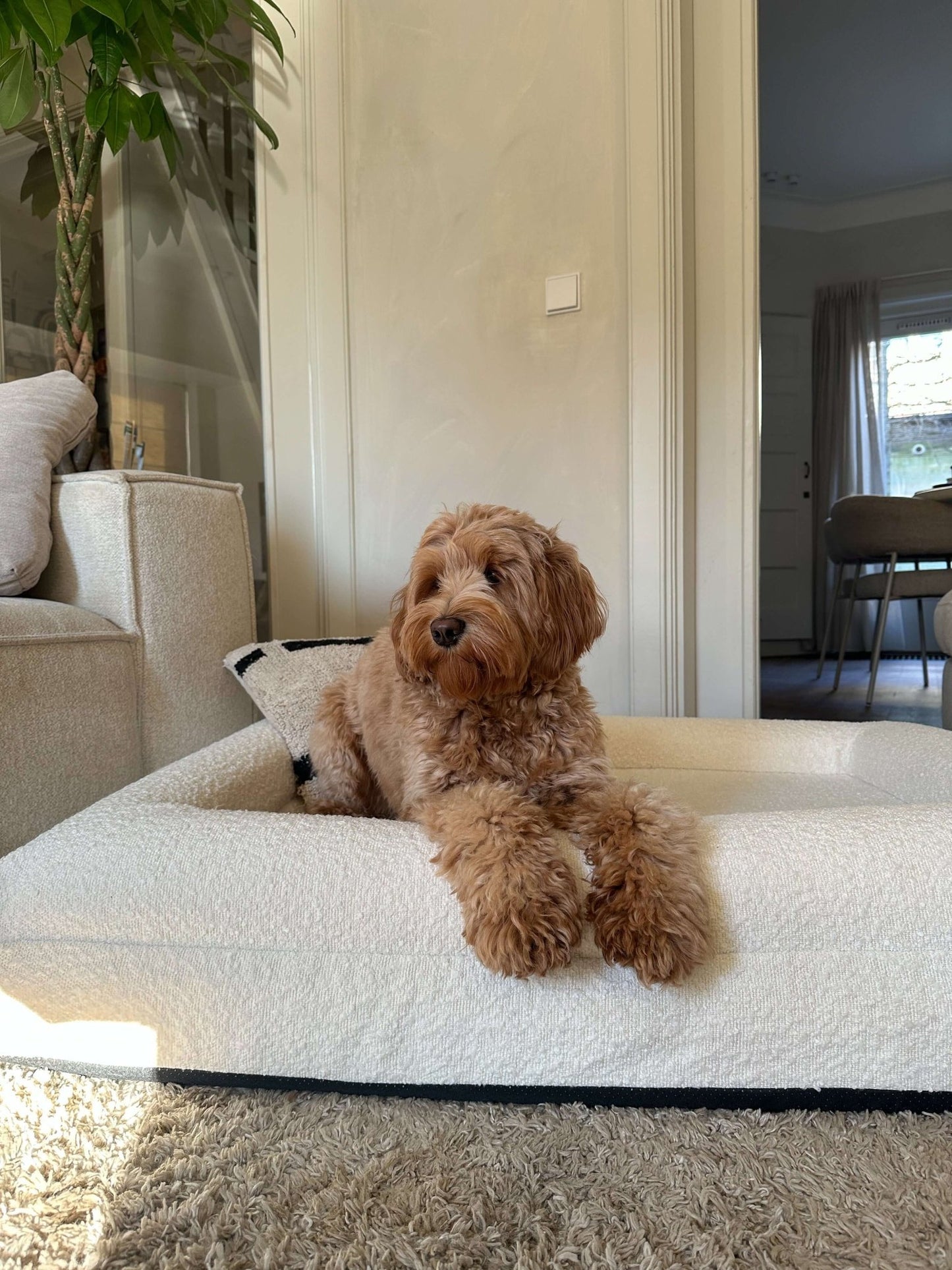 Hoes - Bouclé Wit - Dreamydog - Hoes