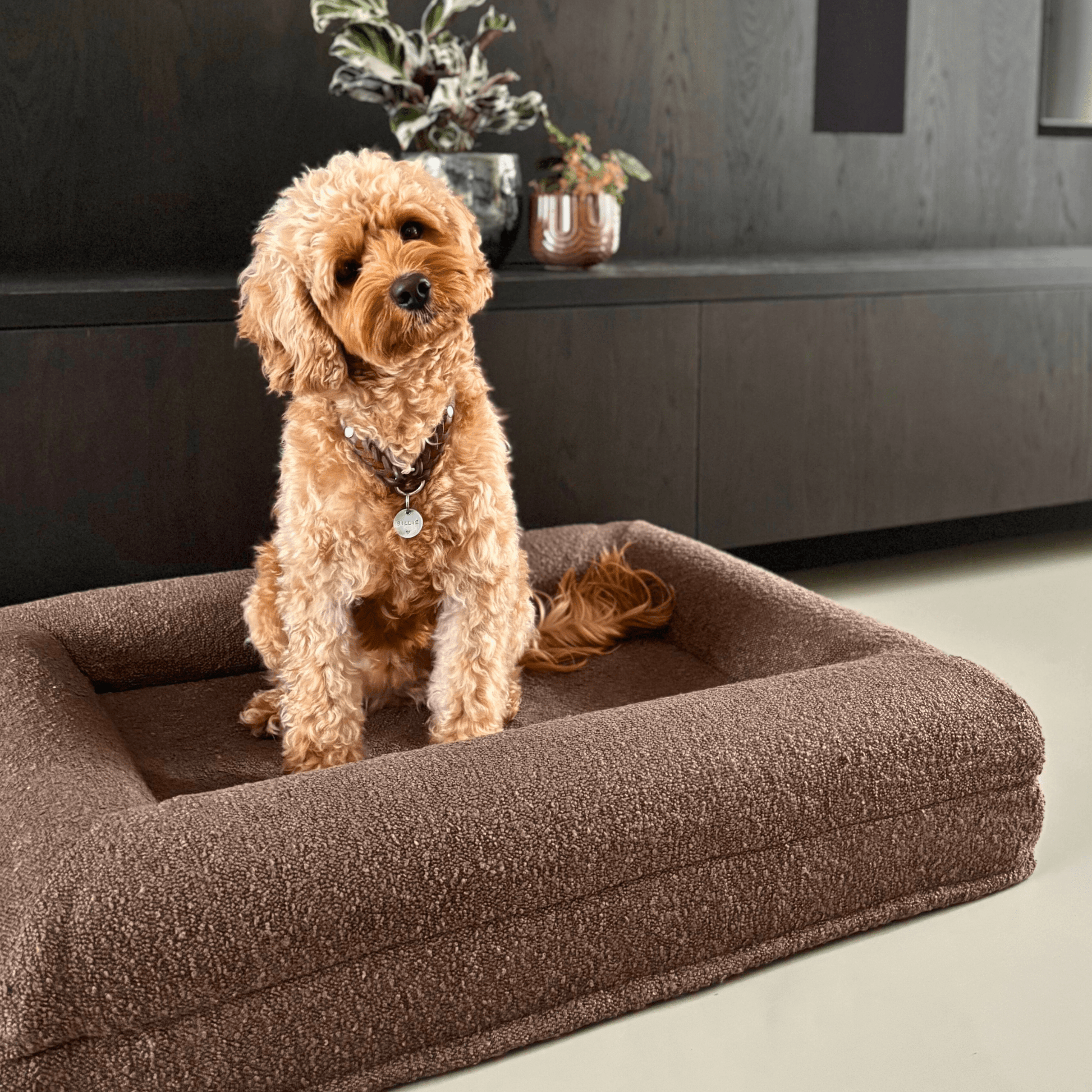 Hondenkussen Orthopedisch + Extra Hoes Bundel - Dreamydog - 