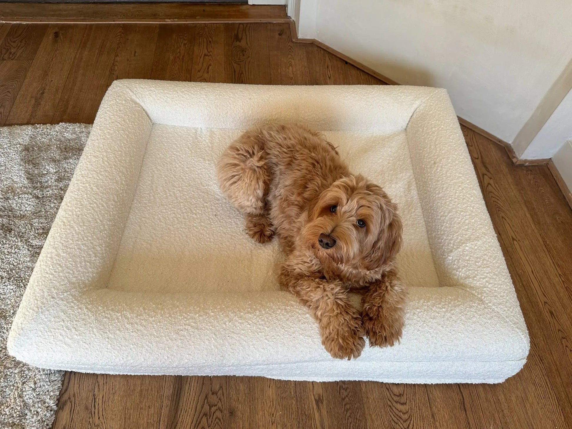 Orthopedisch hondenkussen - Bouclé Wit - Dreamydog - Hondenkussen